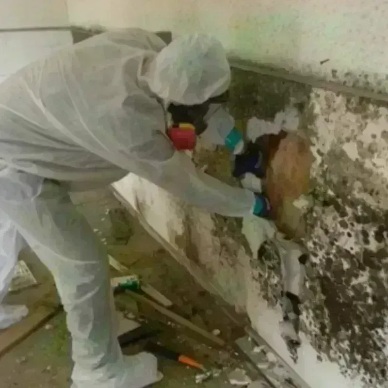 Mold Remediation and Removal in Highpoint, OH